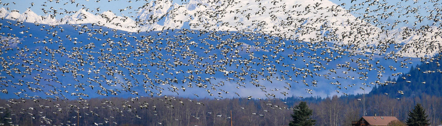 snow geese with mountains and barn