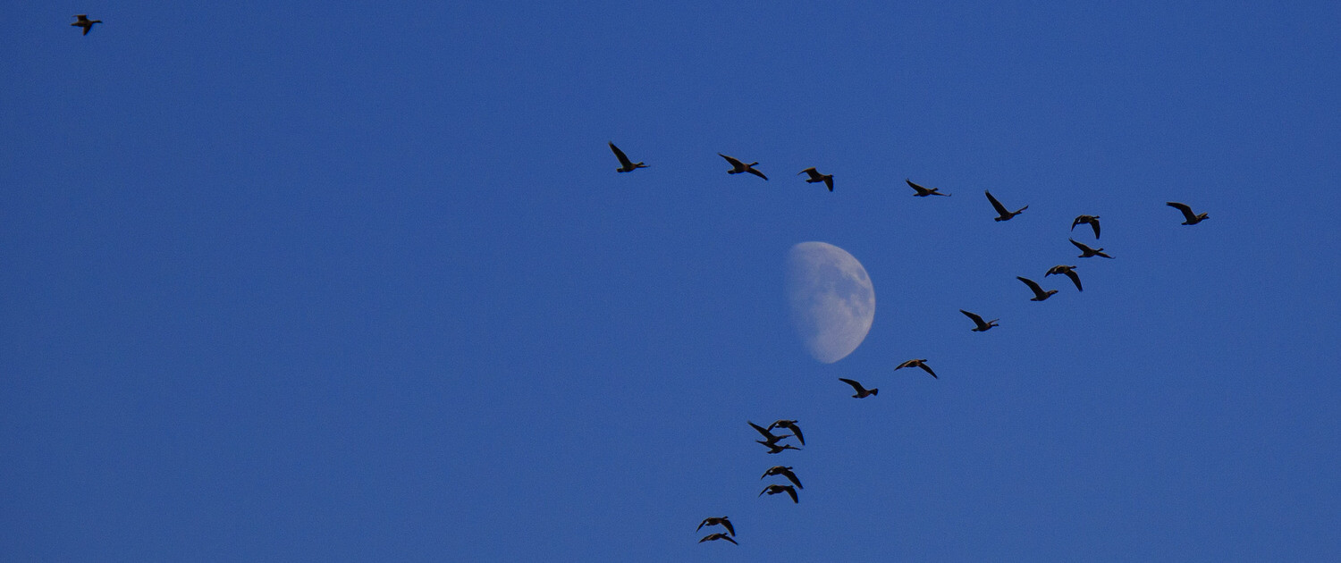 David Welton Geese 1600 x 630 tinyfied