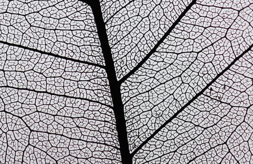 Veins of a leaf