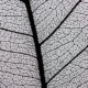 Veins of a leaf