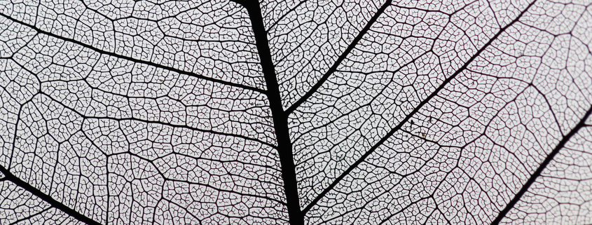Veins of a leaf