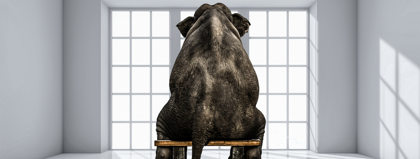 elephant sitting on bench
