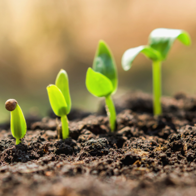 Seedlings growing
