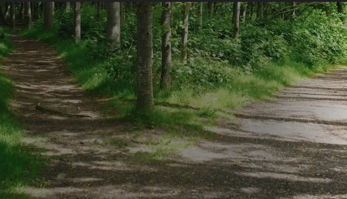 Fork in forest path