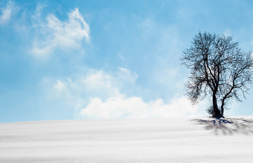 A single tree in winter against a blue sky