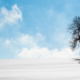 A single tree in winter against a blue sky