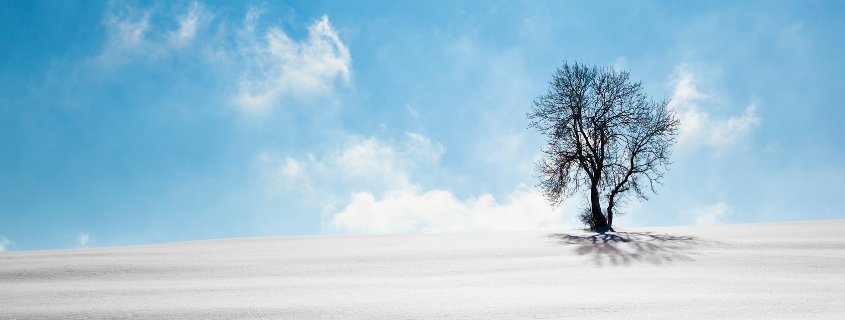 A single tree in winter against a blue sky