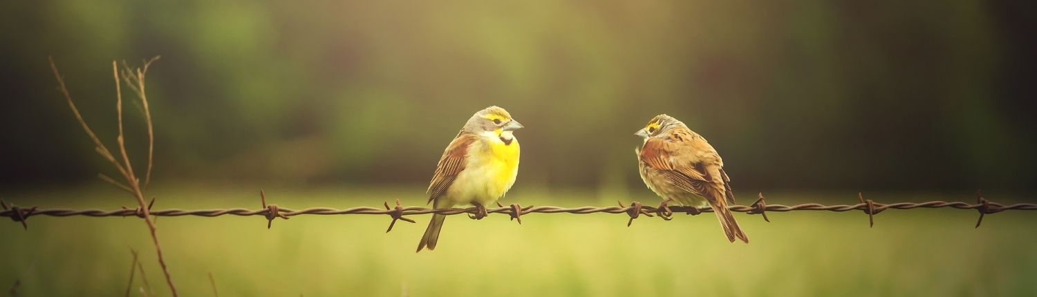 Birds on barbes wire