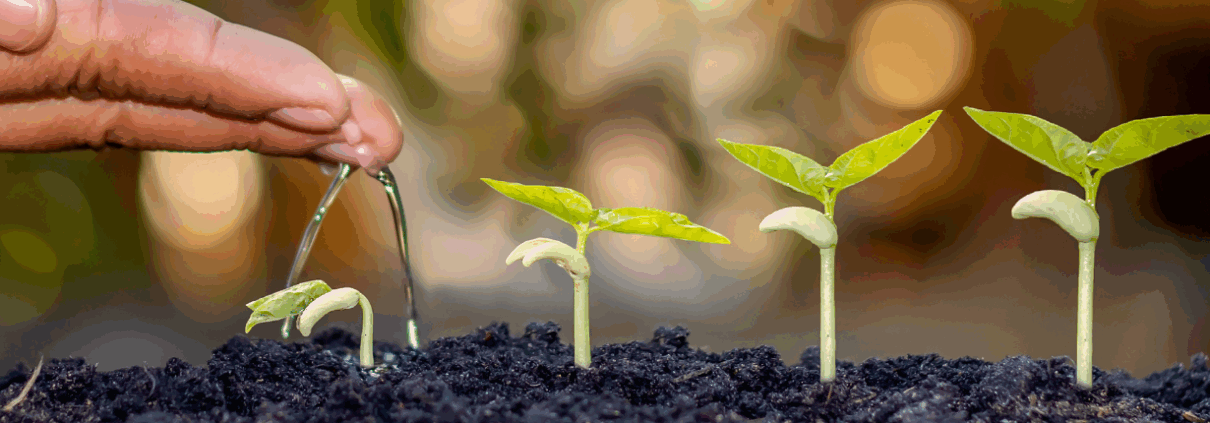 Hand watering seedlings of varying sizes