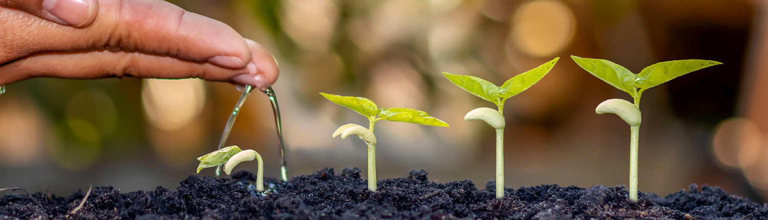Hand watering seedlings of varying sizes